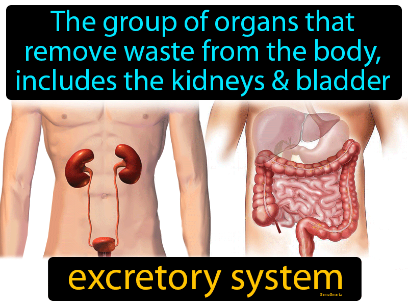 Excretory System Definition