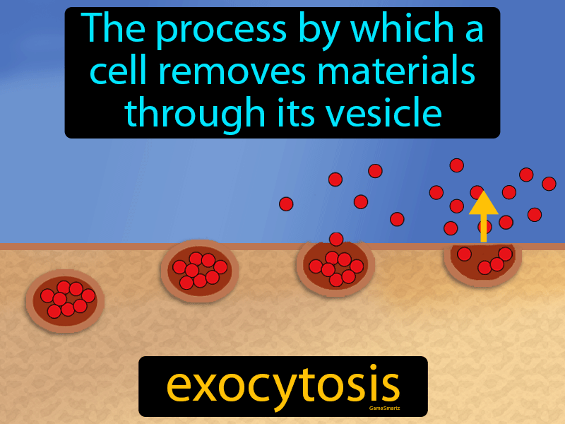 Exocytosis Definition