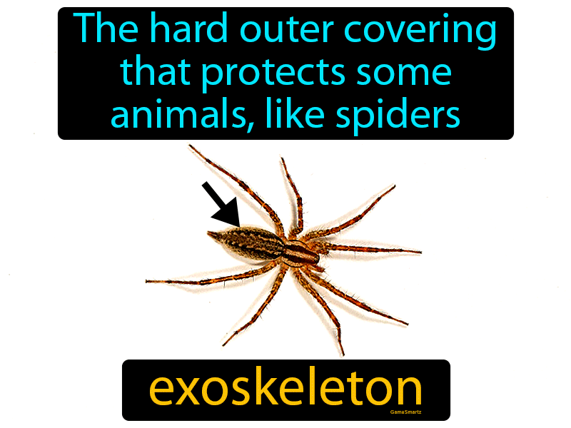 Exoskeleton Definition
