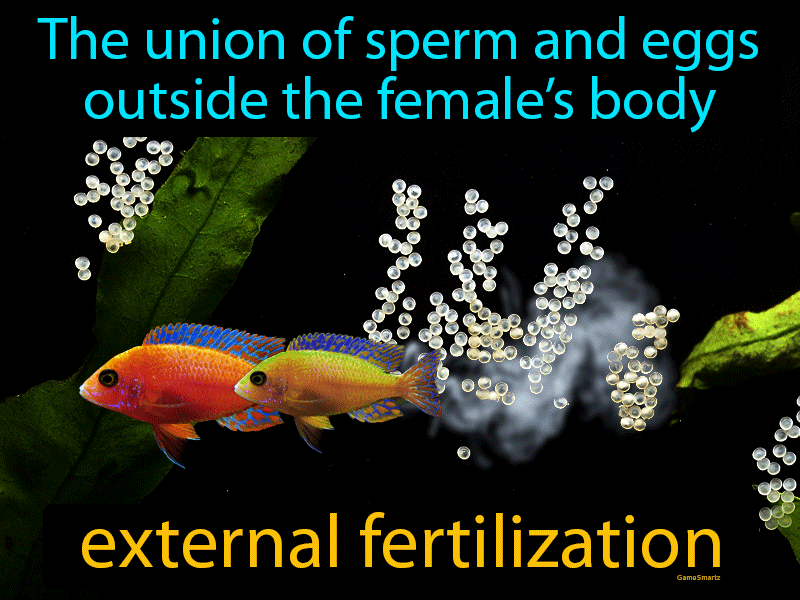 External Fertilization Definition & Image | GameSmartz