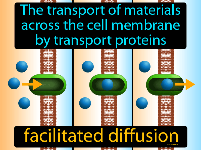 what-is-facilitated-diffusion-definition-characteristics-types