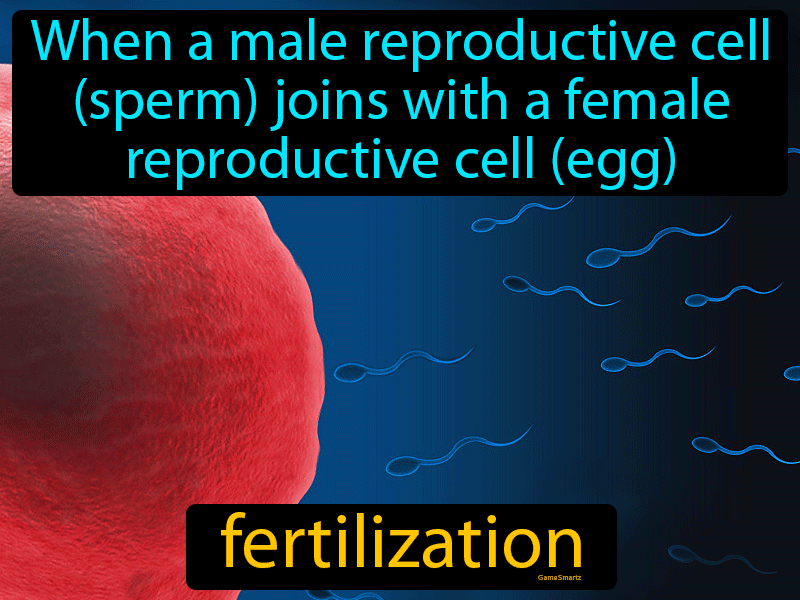 Fertilization Definition