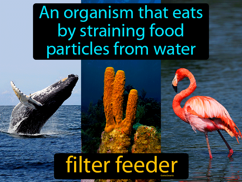 Filter Feeder Definition