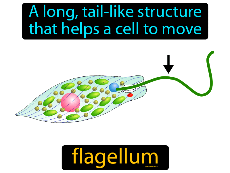 Flagellum Definition
