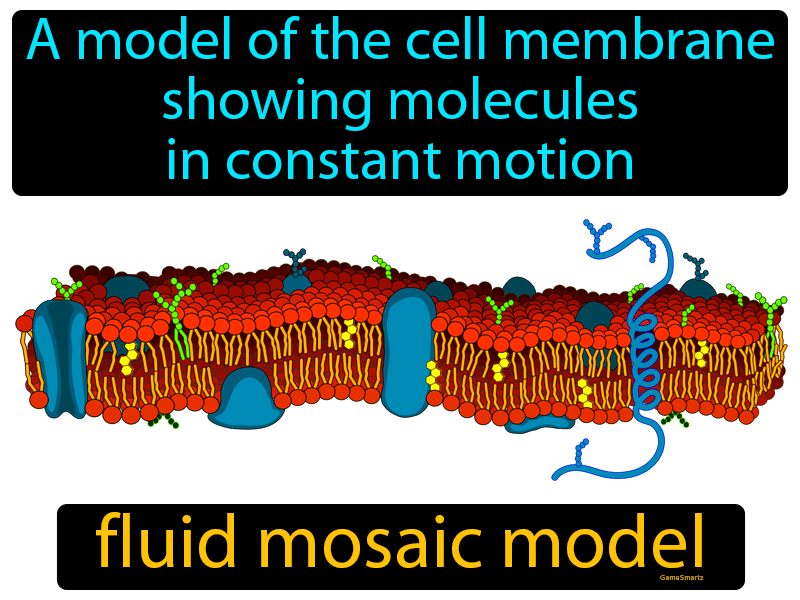 Fluid Mosaic Model Definition