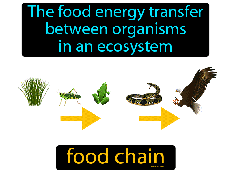 Food Chain Definition