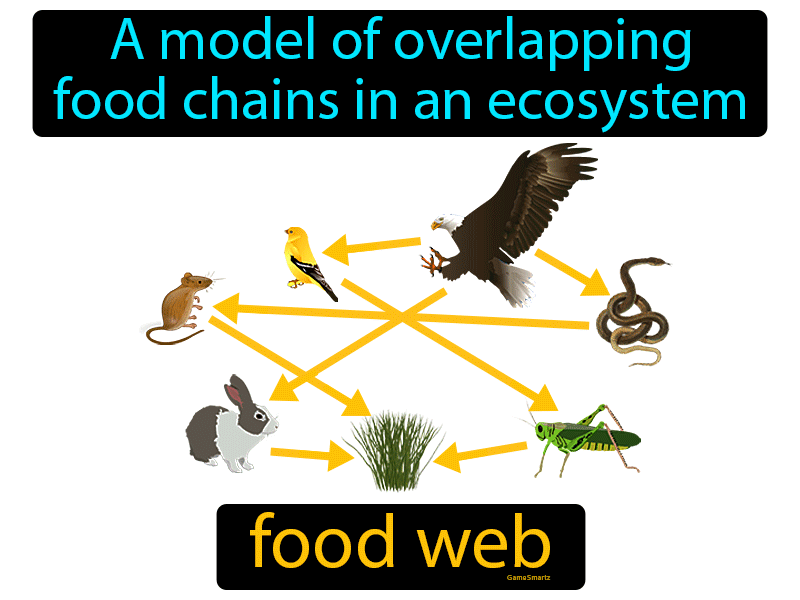 Food Web Definition - Easy to Understand - Game Smartz