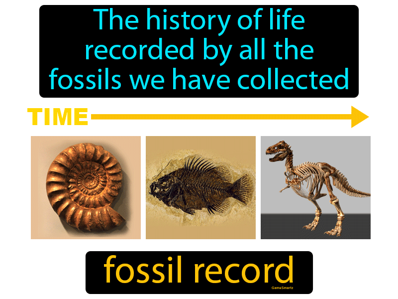 Fossil Record Definition