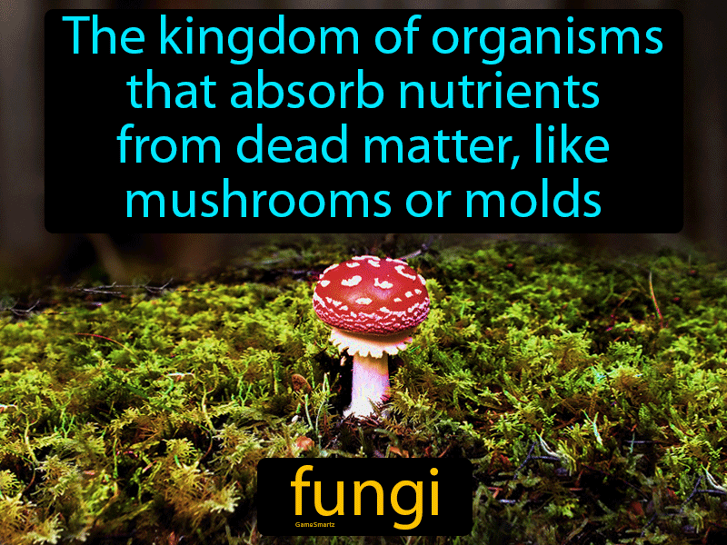 Fungi Definition