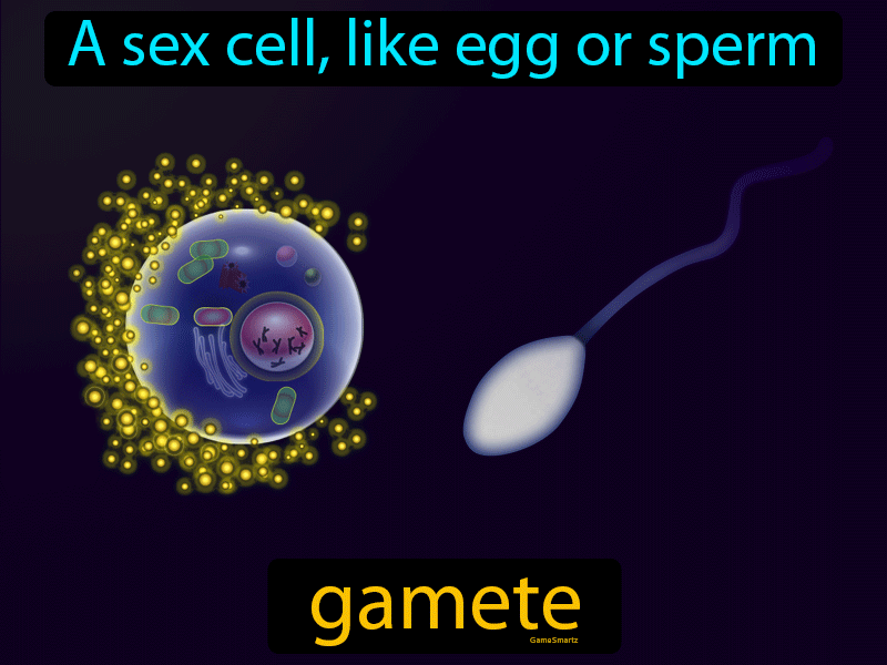 Gamete Definition