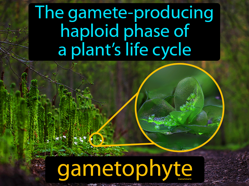 Gametophyte Definition