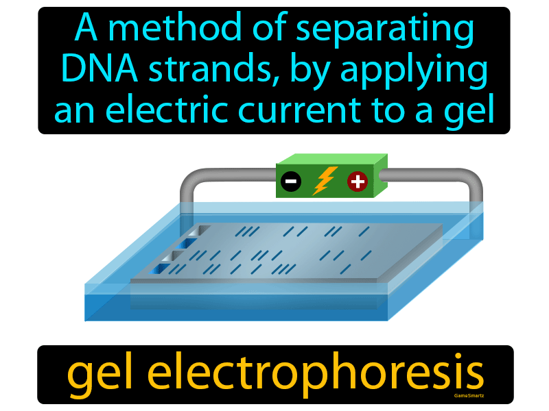 Gel Electrophoresis Definition