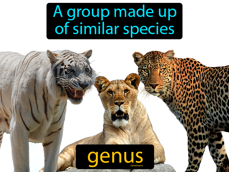 Genus Definition