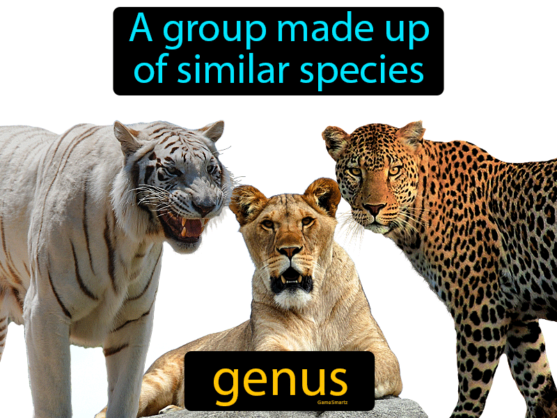 Genus Easy To Understand Definition