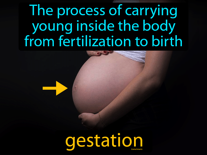 Gestation Definition