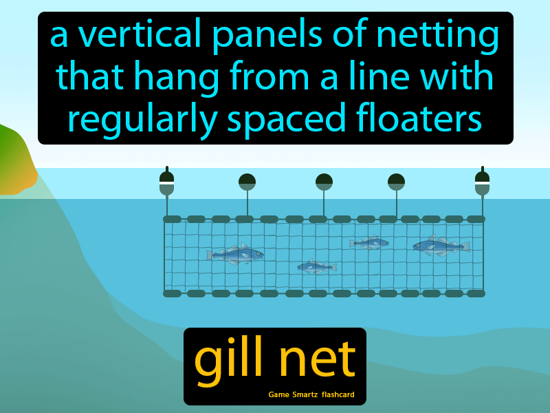 Gill Net Definition & Image