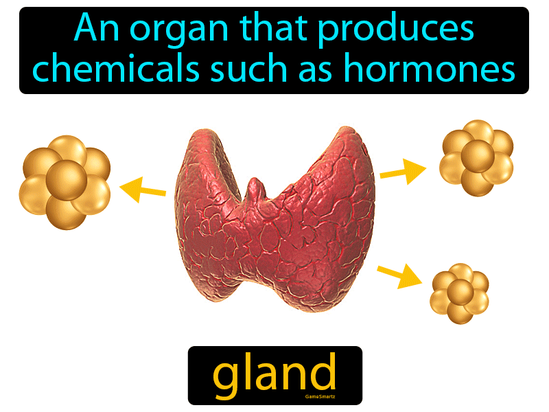 Gland Definition