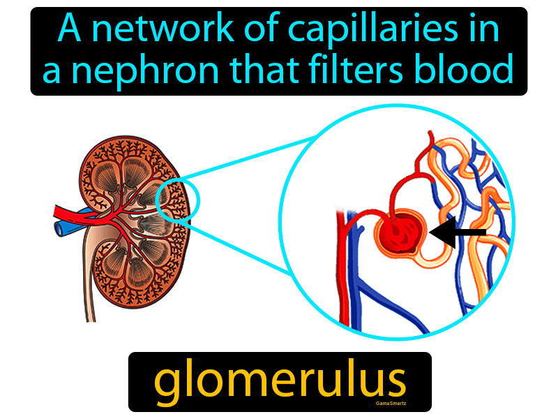 Glomerulus Definition