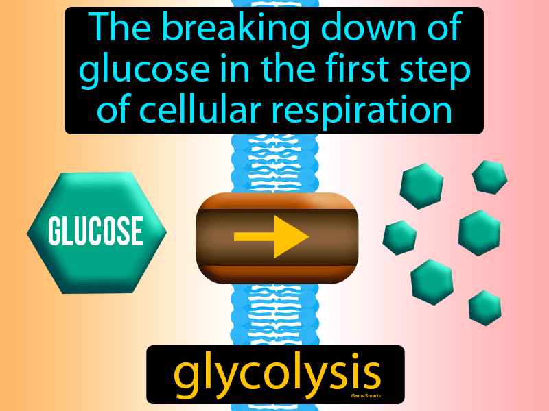 Glycolysis Definition