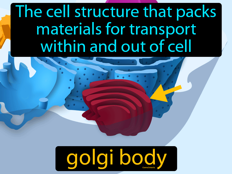 Golgi Body Definition