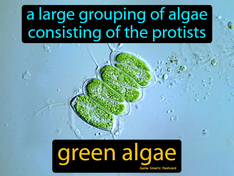 Green Algae Definition