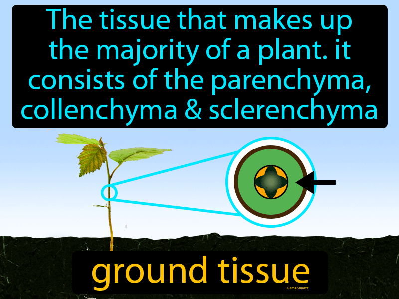 Ground Tissue Definition