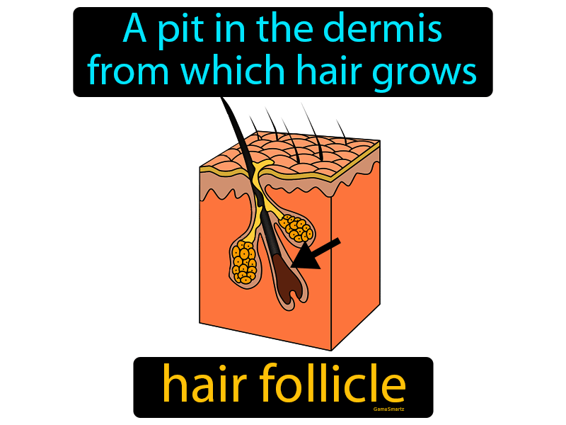 Hair Follicle Definition & Image | GameSmartz