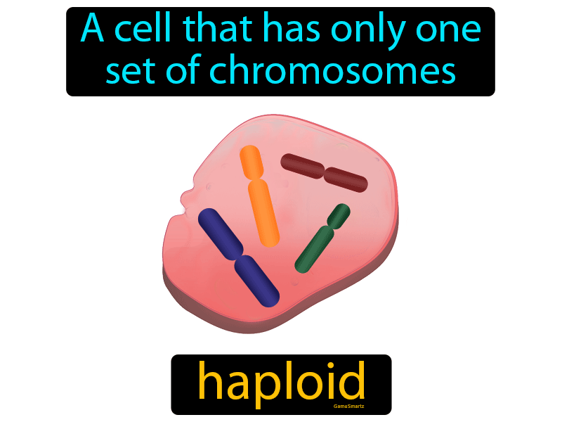 Haploid Definition
