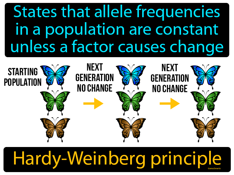 Hardy Weinberg Principle Definition