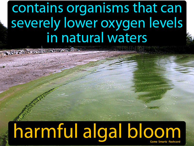 Harmful Algal Bloom Definition