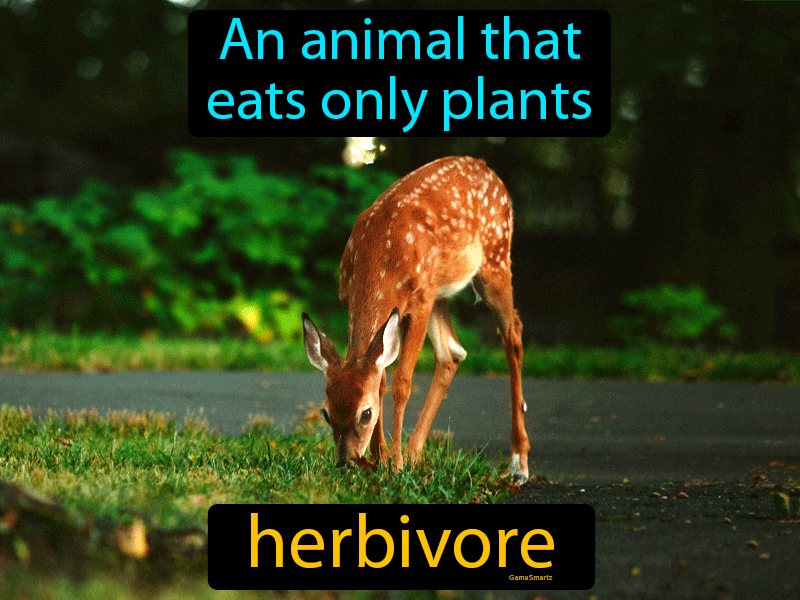 Herbivore Definition
