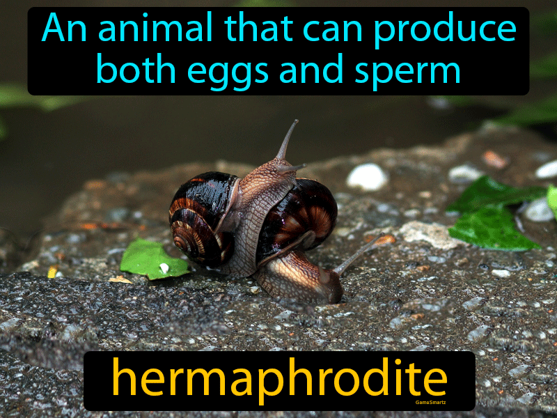 Hermaphrodite Definition