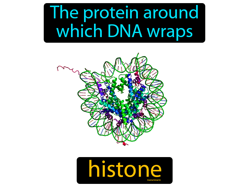 Histone Definition
