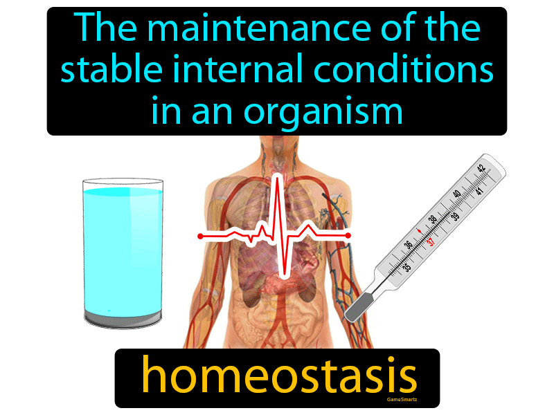 Homeostasis Definition