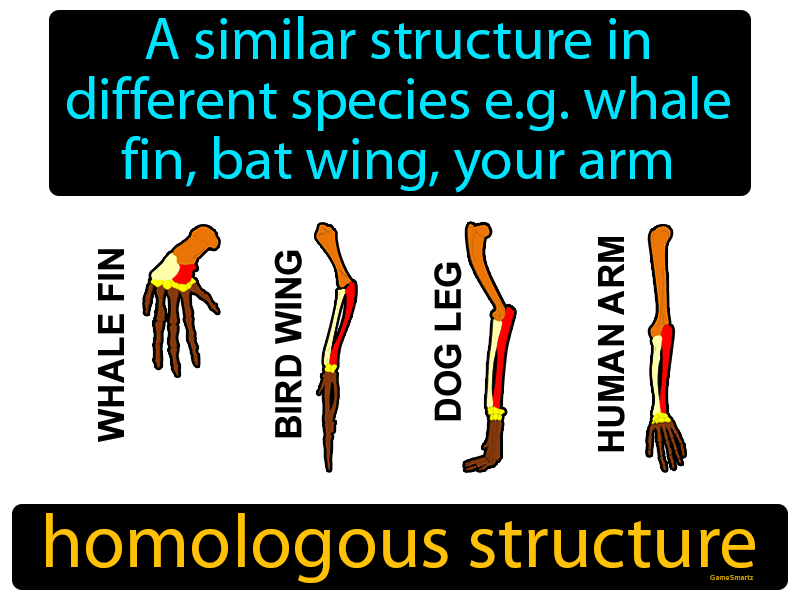 Homologous Structure Definition