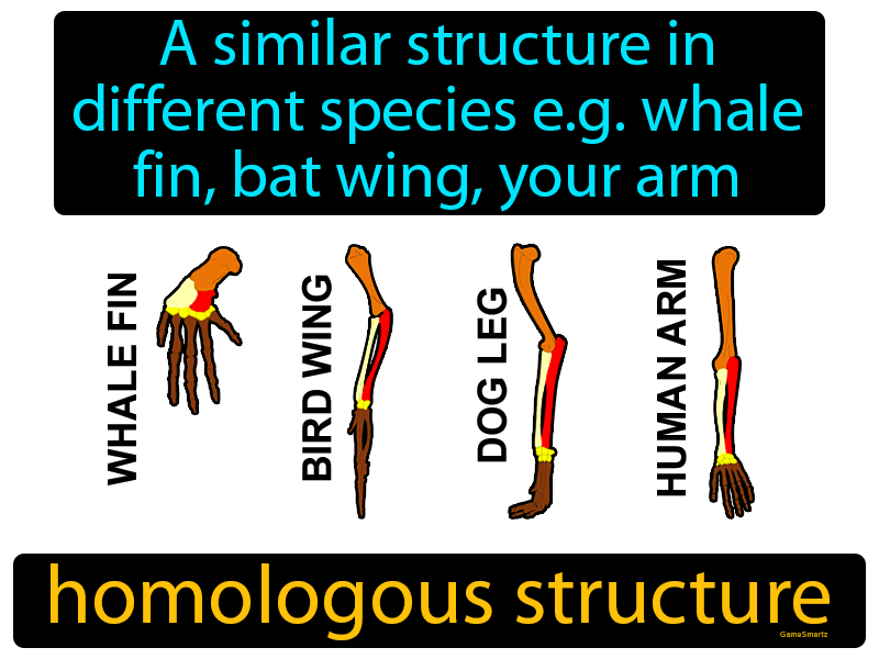 Homologous Structure - Image - Game Smartz