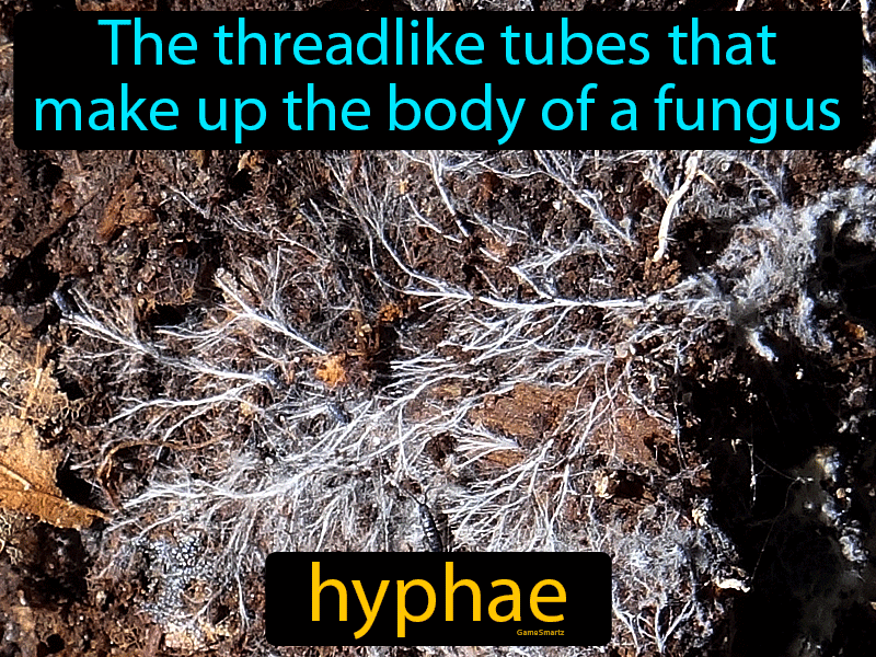 Hyphae Definition