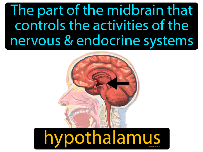 Hypothalamus Definition