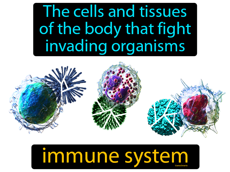 Immune System Definition