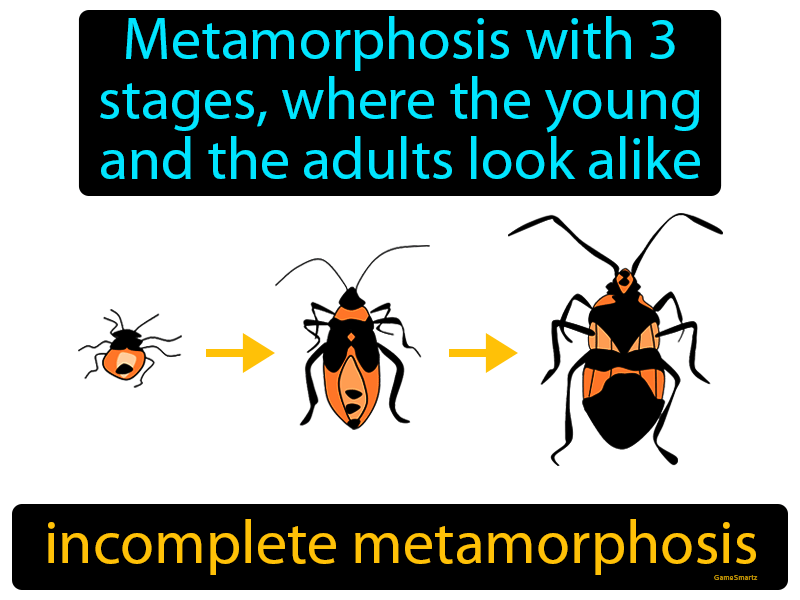 Incomplete Metamorphosis Definition