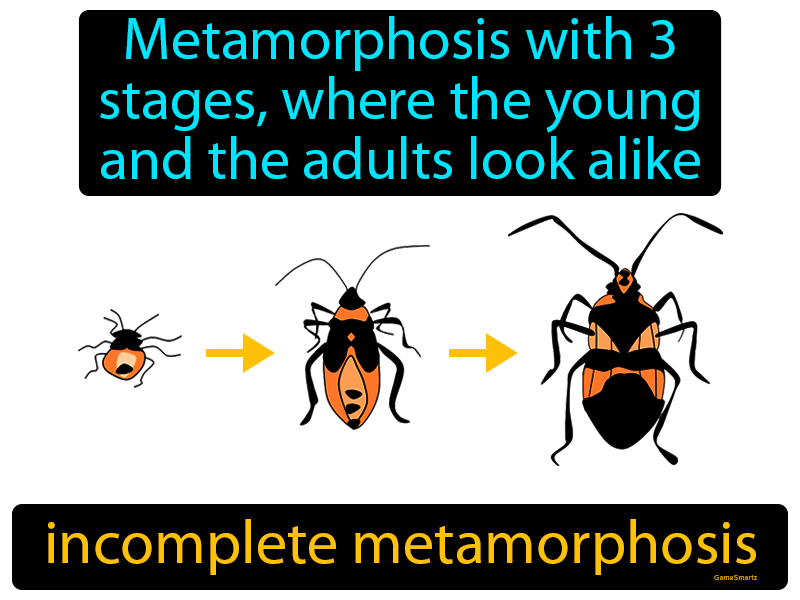 What Is The Science Definition Of Incomplete Metamorphosis