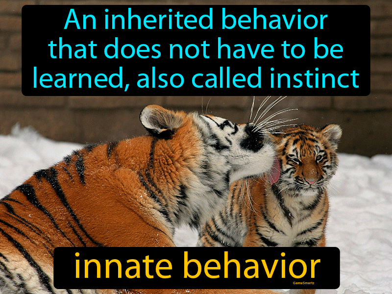 Innate Behavior Definition