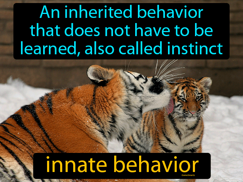 Innate Behavior - Easy to Understand