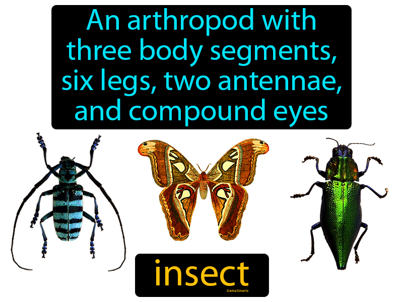 Insect Definition
