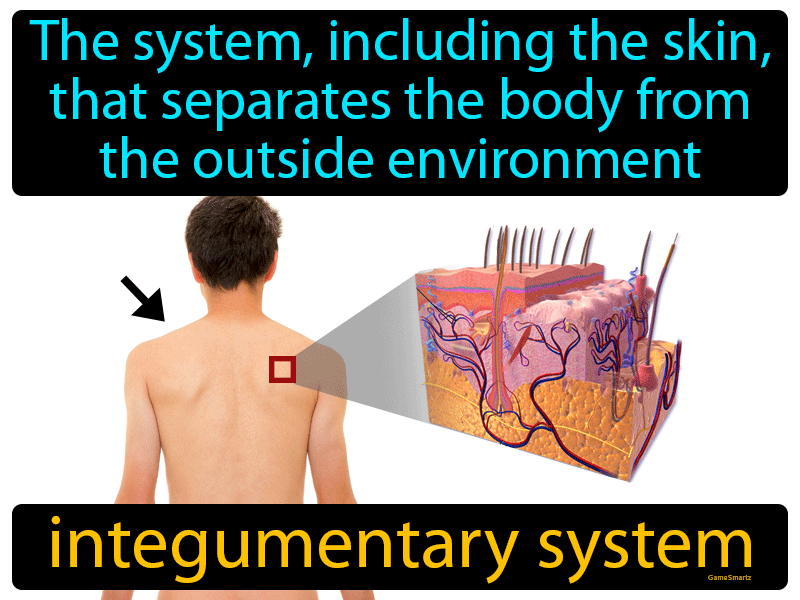 Integumentary System Definition