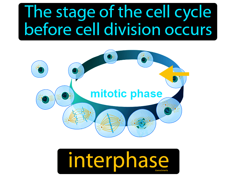 Interphase Definition