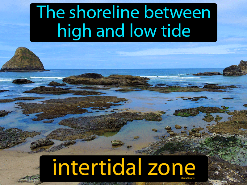 Intertidal Zone Definition