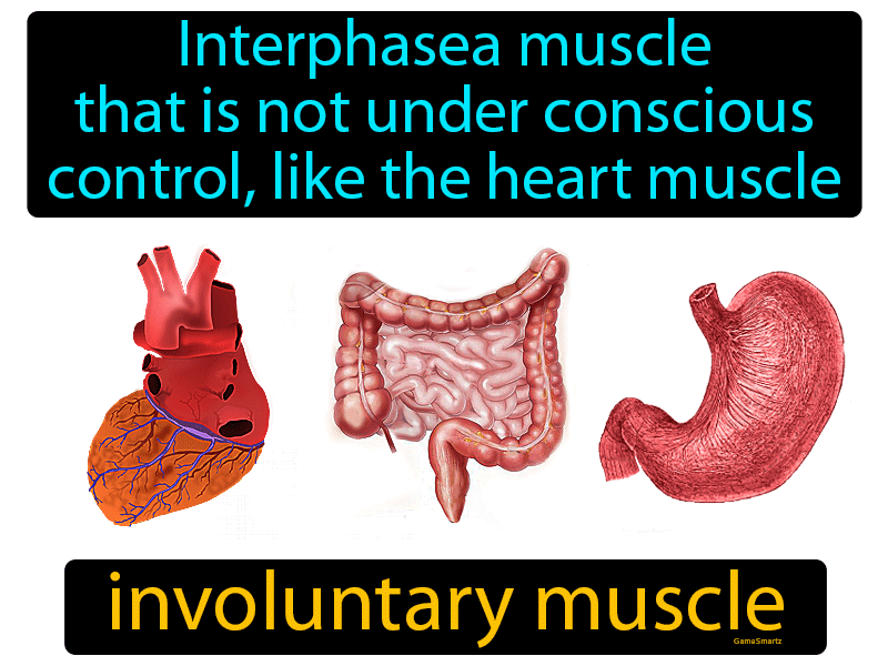 Involuntary Muscle Definition