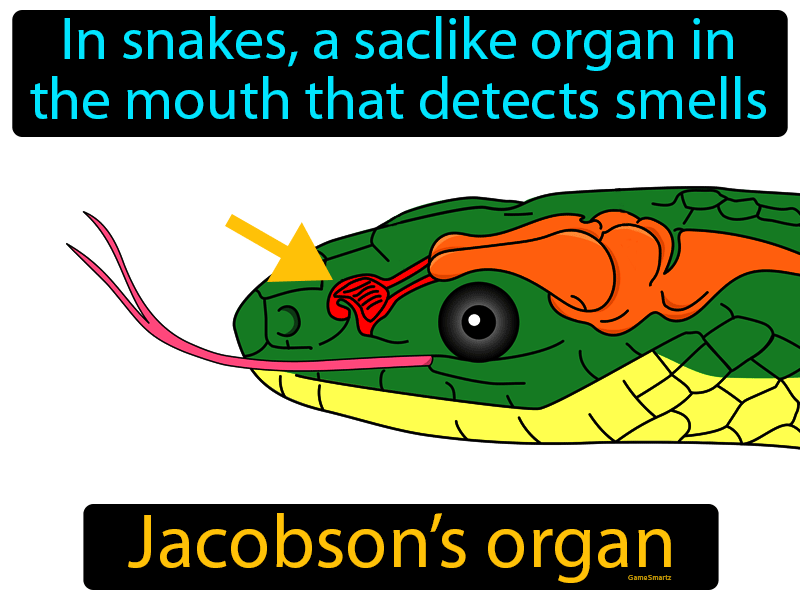 Jacobsons Organ Definition