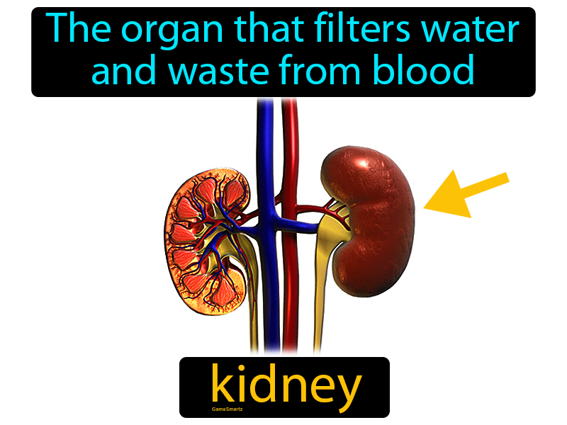 Kidney Definition